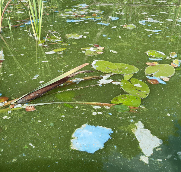 Cyan-coloured disintegrating blue-green algae on the water.