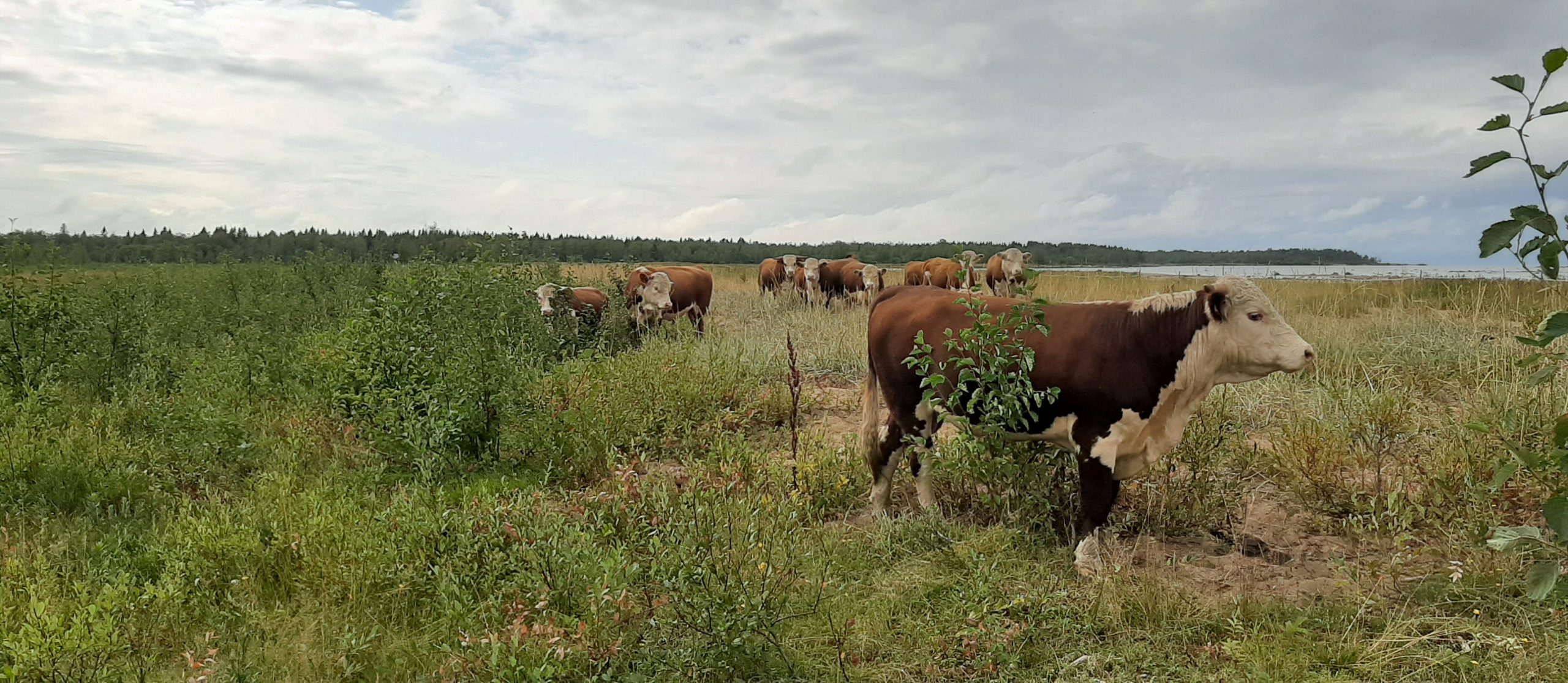 Lehmiä, ruohoa, pilvinen taivas