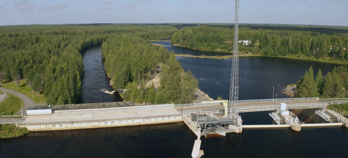 Pato joella, metsää