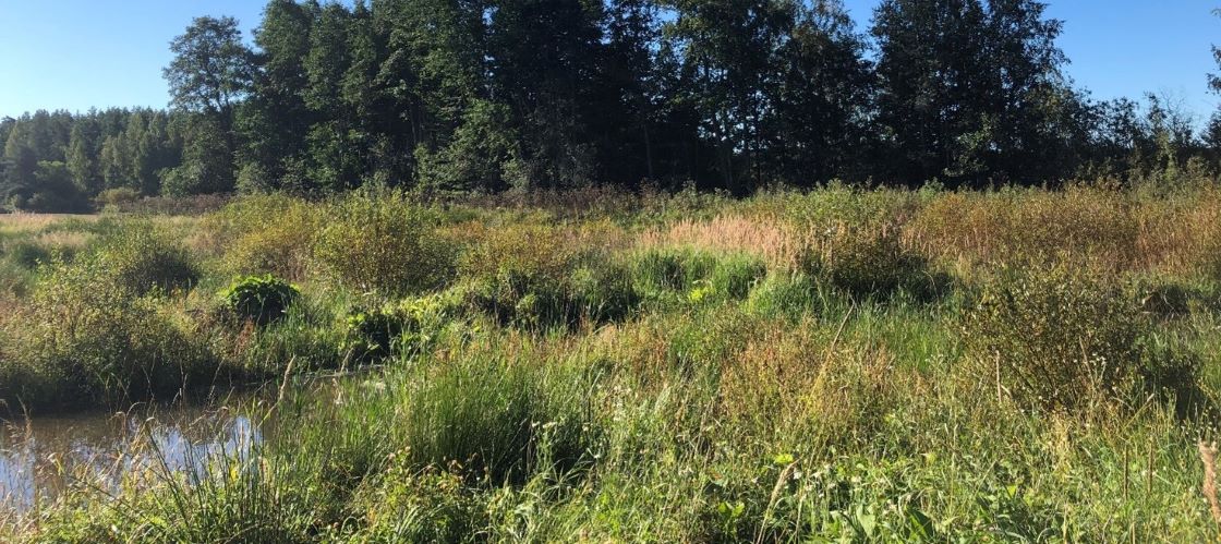 Rakennettu kosteikko, vihreää kasvillisuutta, takana metsää