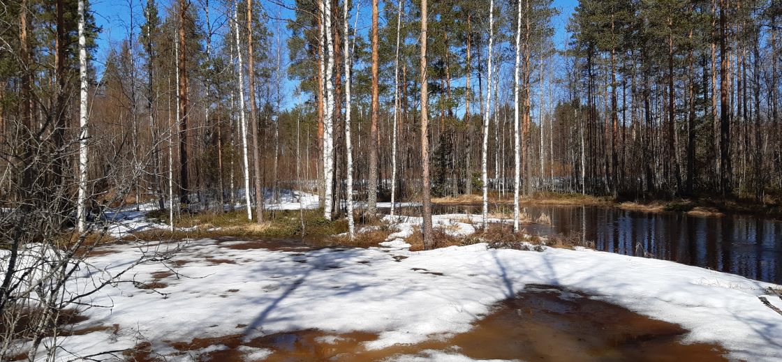 Talousmetsää, ojia, lunta, sulavettä