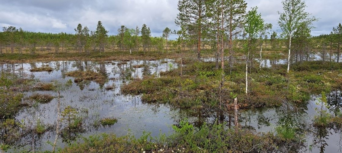 Suomaisema