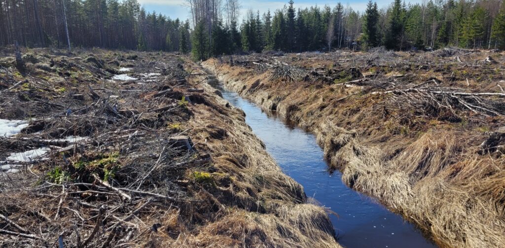 hakkuuaukion keskellä kaksitasouoma